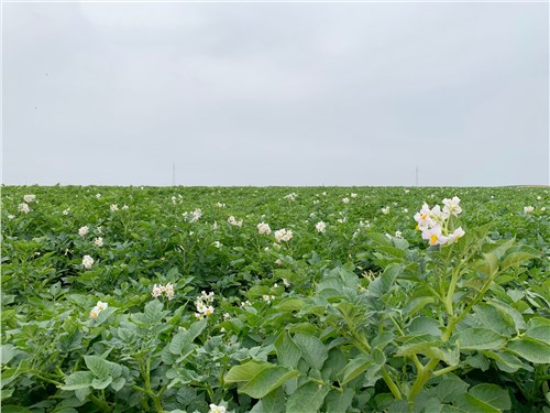 晶元集团：“飞地经济”模式打造乡村振兴新引擎